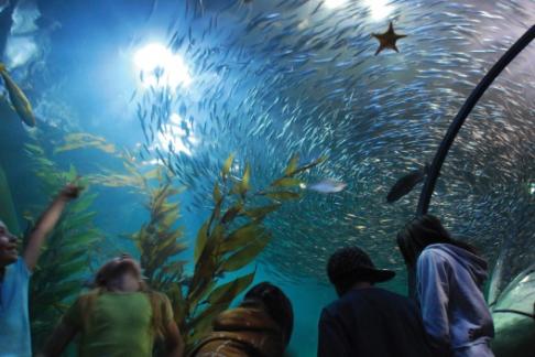 PIER 39 Attraction Pass