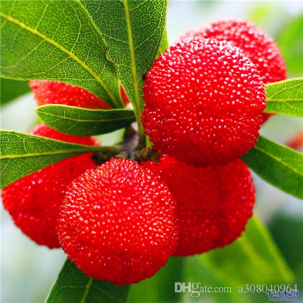 10pcs big fruit red bayberry seeds DIY Garden fruit seeds potted plants, garden supplies, bonsai, home A069