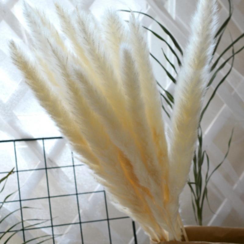 15pcs Natural Dried Small Pampas Grass Phragmites Communis,wedding Flower Bunch 40 To 68 Cm Tall For Home Decor Rated Q190522