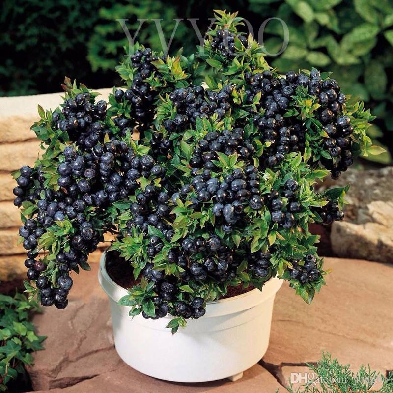 Delicious Fruit Blueberry seeds Green Organic Vegetables and Fruit Seeds Delicious 30 Particles / lot b006