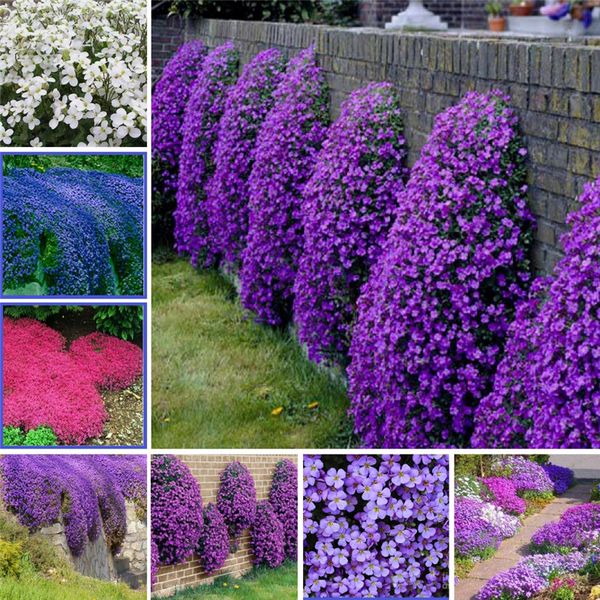 200 Pcs/Bag Creeping Thyme Bonsai plant seeds, Rare Color ROCK CRESS Plant Perennial Ground Cover Flower Natural Growth For Home and Garden